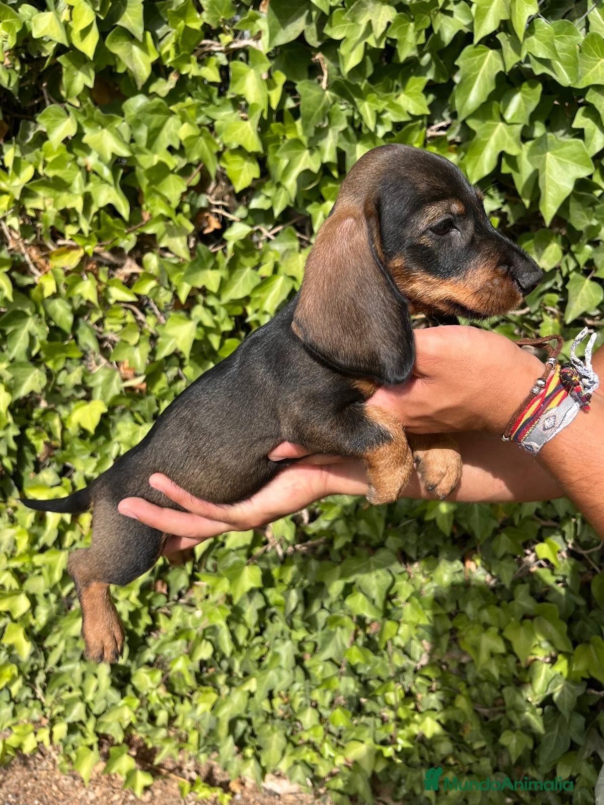 Teckel Miniatura perros Cachorros de teckel - Anuncio 1