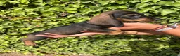 Teckel Miniatura perros en venta: Cachorros de teckel - Anuncio 1