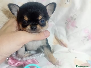 Chihuahua perros ‼️Chihuahuas muy cariñosos tamaño mini - Anuncio 1