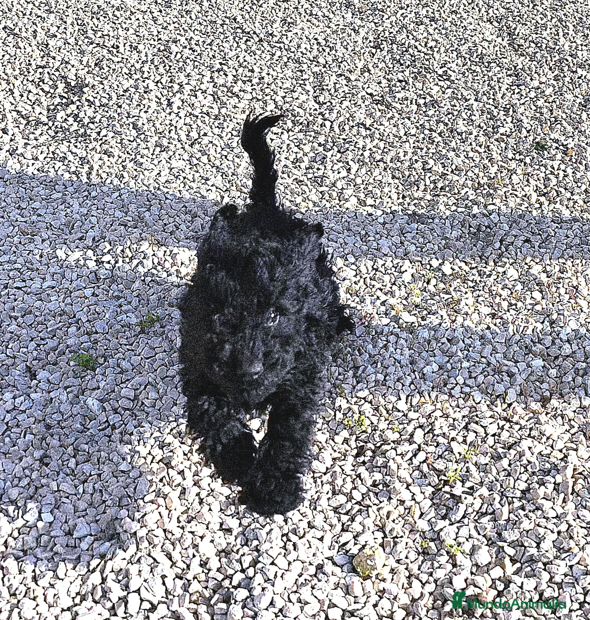 Caniche Toy perros Caniche toy macho negro - Anuncio 2