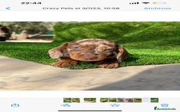 Teckel perros en venta: TECKEL MINIATURA /////CACHORROS  - Anuncio 3