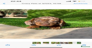 Teckel perros TECKEL MINIATURA /////CACHORROS  - Anuncio 1