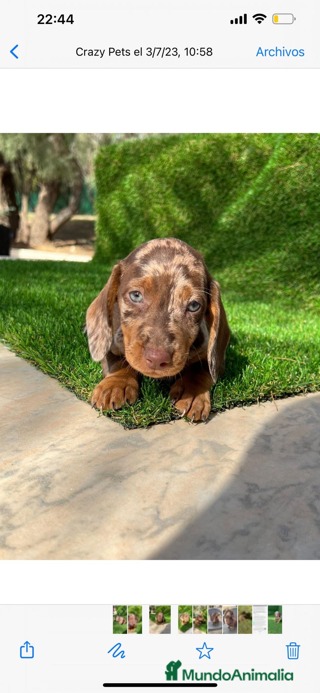 Teckel perros en venta: TECKEL MINIATURA /////CACHORROS  - Anuncio 3