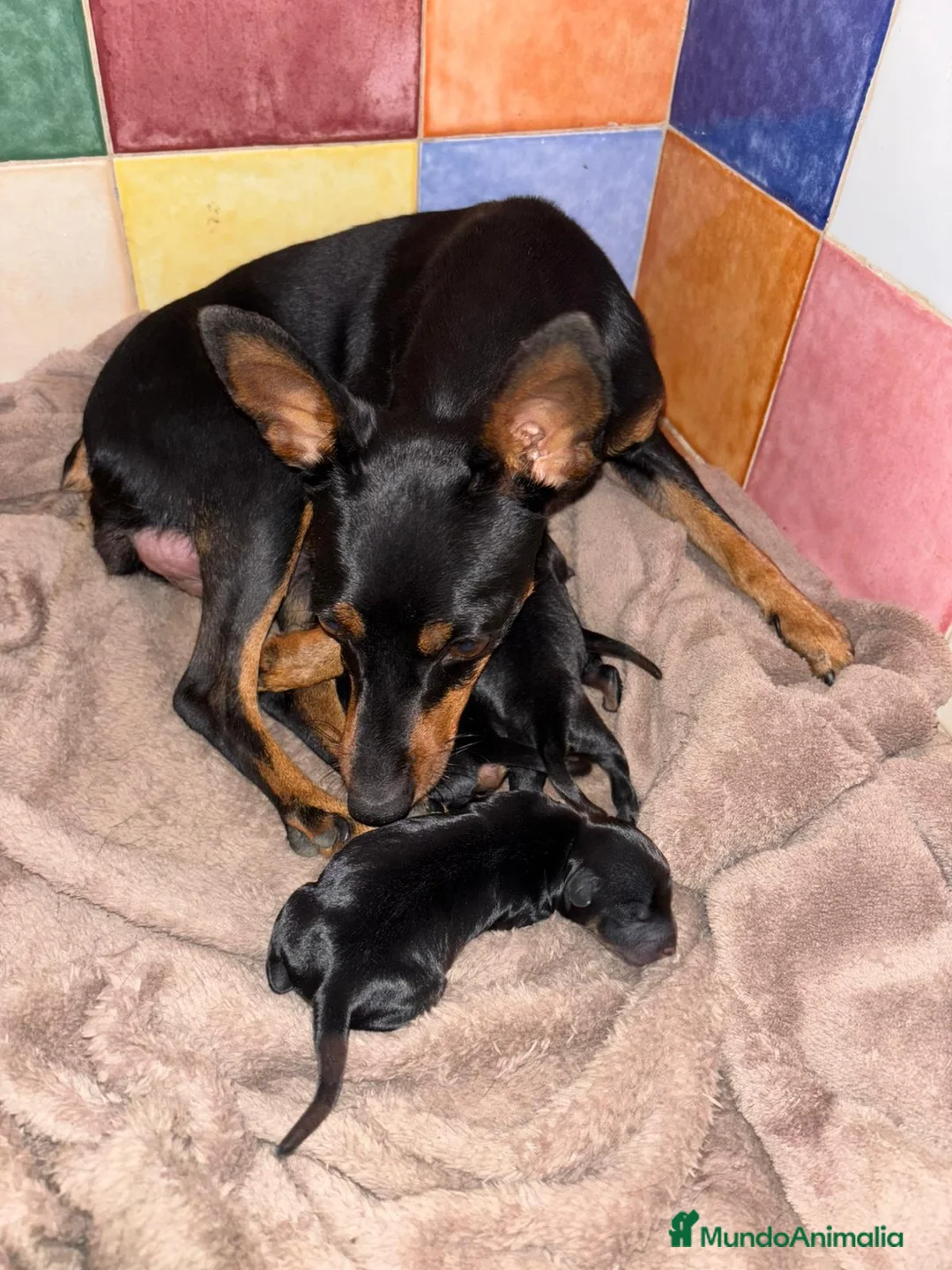 Ratón de Praga perros en venta: Ratón de praga - Anuncio 5