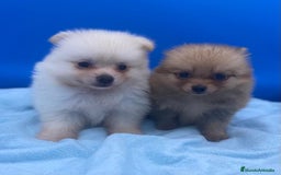 Caniche Toy perros en venta: Adorable cachorro de Pomerania Toy - Imagen 1