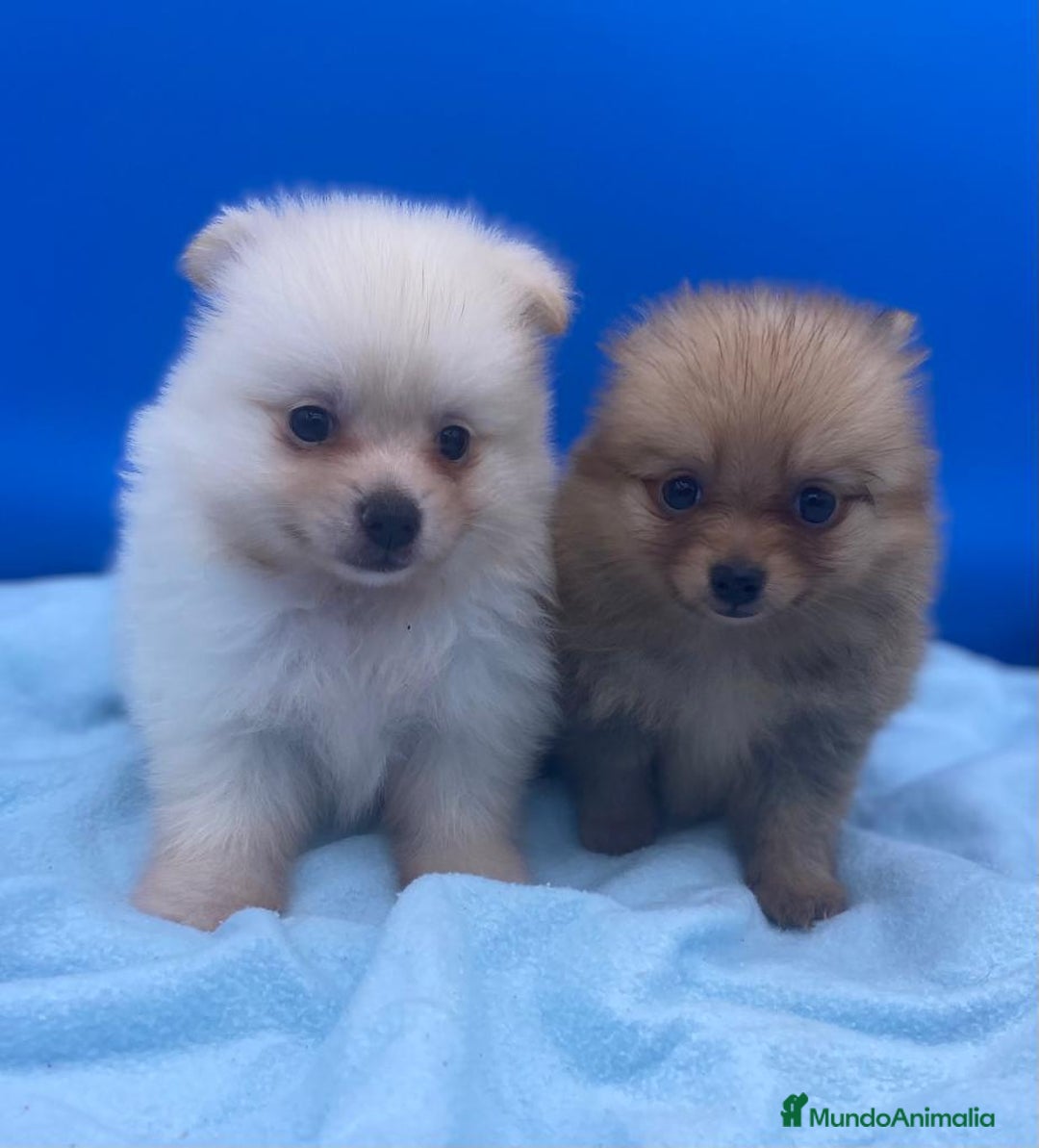Caniche Toy perros en venta: Adorable cachorro de Pomerania Toy - Imagen 1