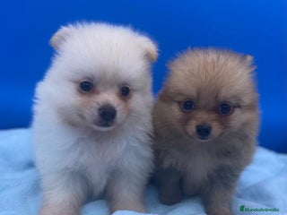 Caniche Toy perros - Anuncio 13