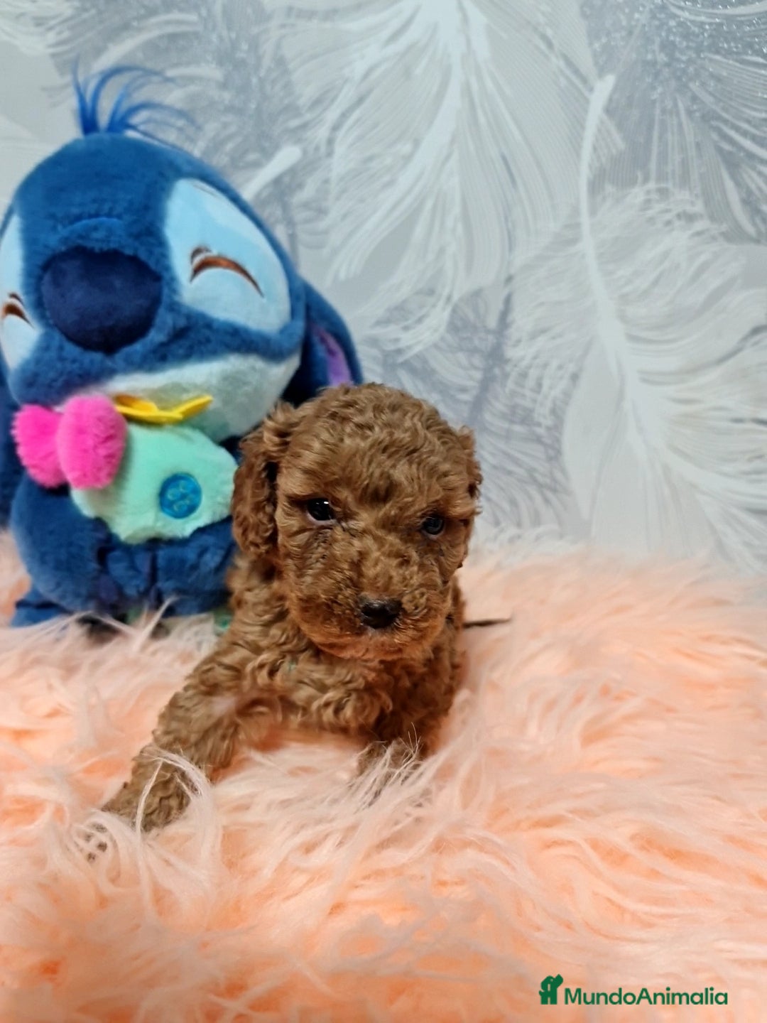 Caniche Toy perros en venta: Caniche Rojo Toy - Imagen 1