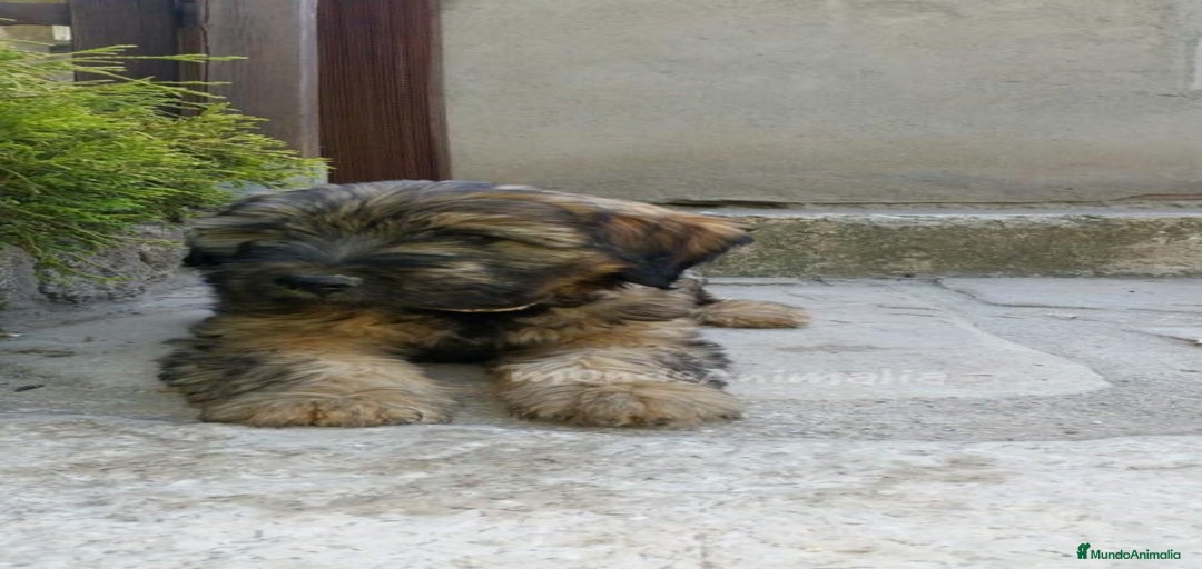 Imagen de galería {{count}}