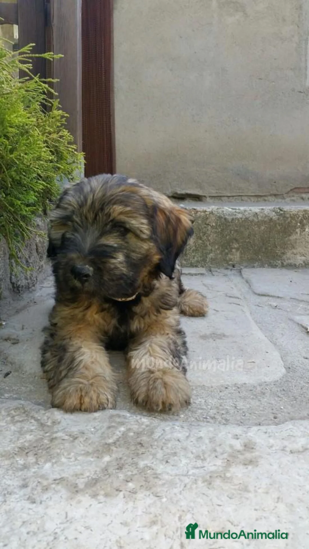 Imagen de galería {{count}}