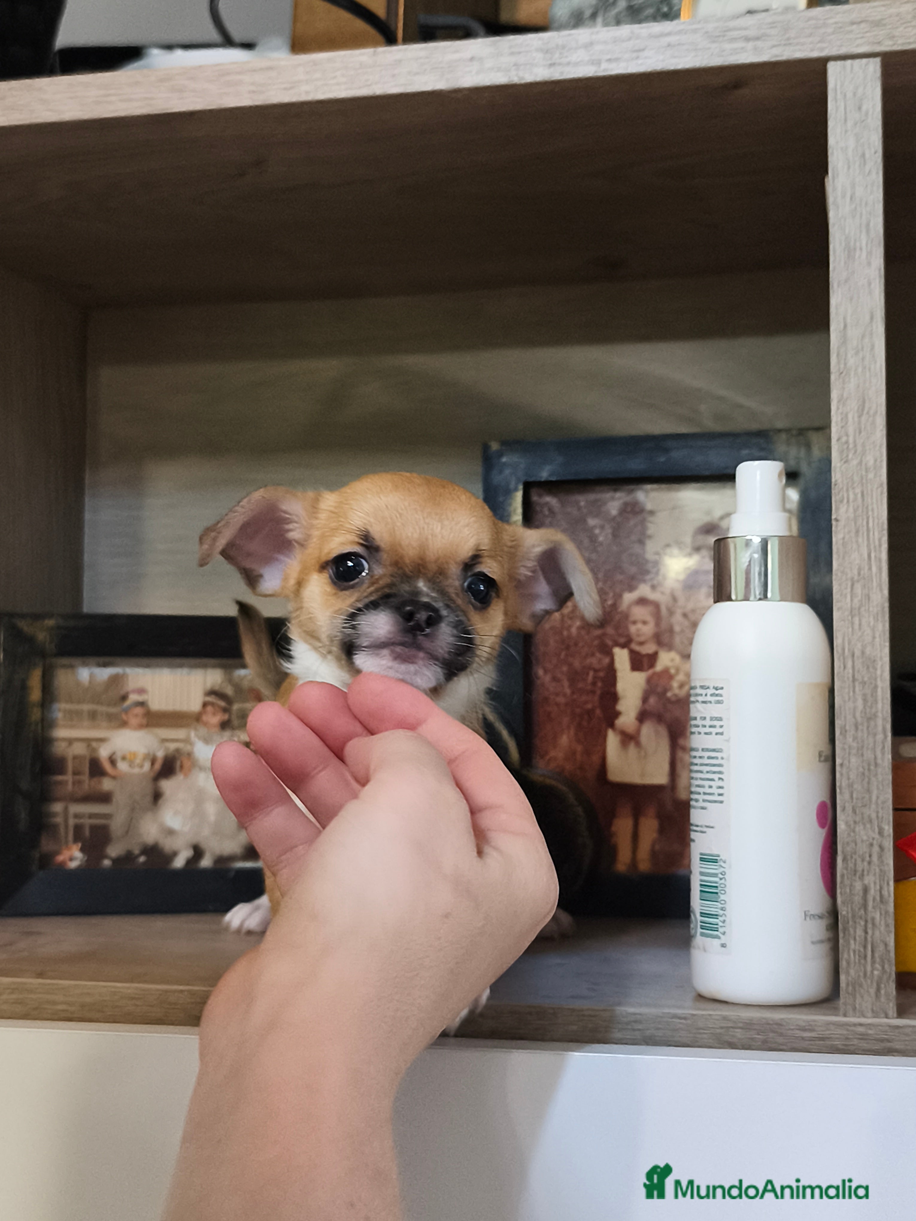 Chihuahua perros Línea rusa  - Anuncio 2