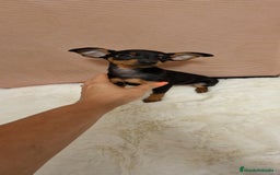 Pinscher Miniatura perros en venta: Hembra mini pincher TOY - Imagen 1