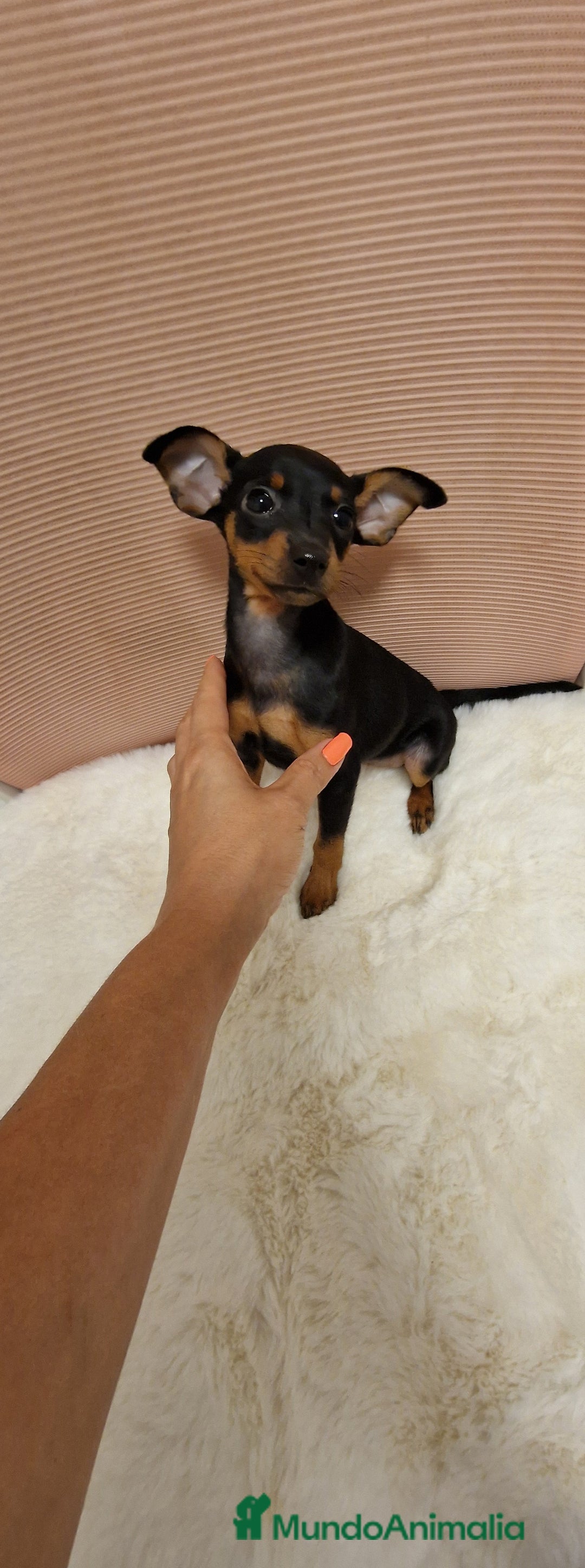 Pinscher Miniatura perros en venta: Hembra mini pincher TOY - Imagen 1