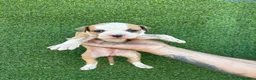 American Staffordshire-Terrier perros en venta: America Staffordshire terrier  - Anuncio 11