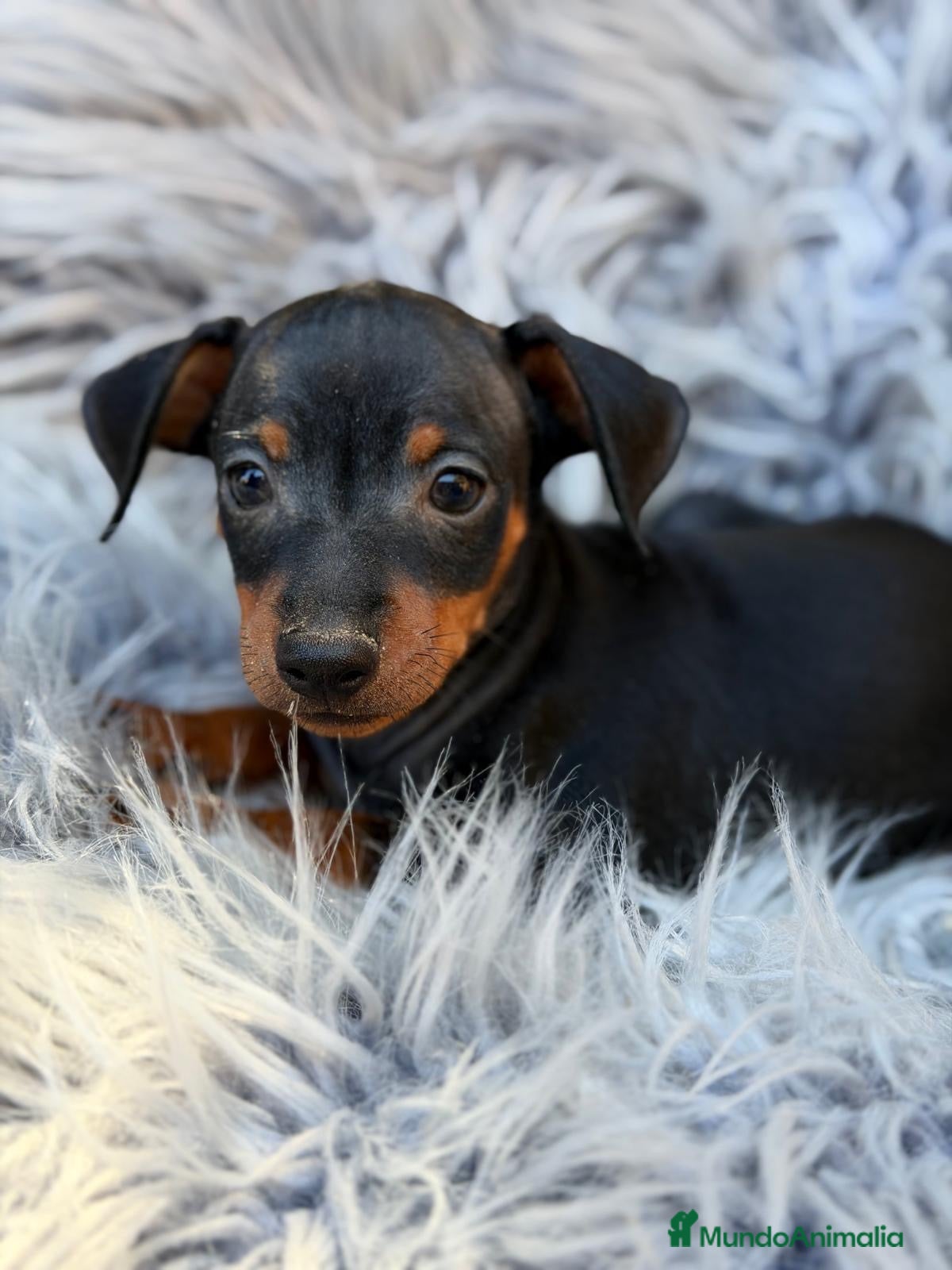 Pinscher Miniatura perros Macho pinscher miniatura 💙🐾 - Anuncio 3