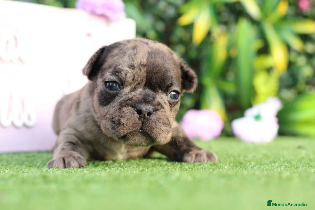 Bulldog Francés perros en venta: Bulldog francés exóticos - Anuncio 2