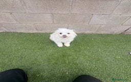 Raza Mixta perros en venta: Maltipom machos - Imagen 5