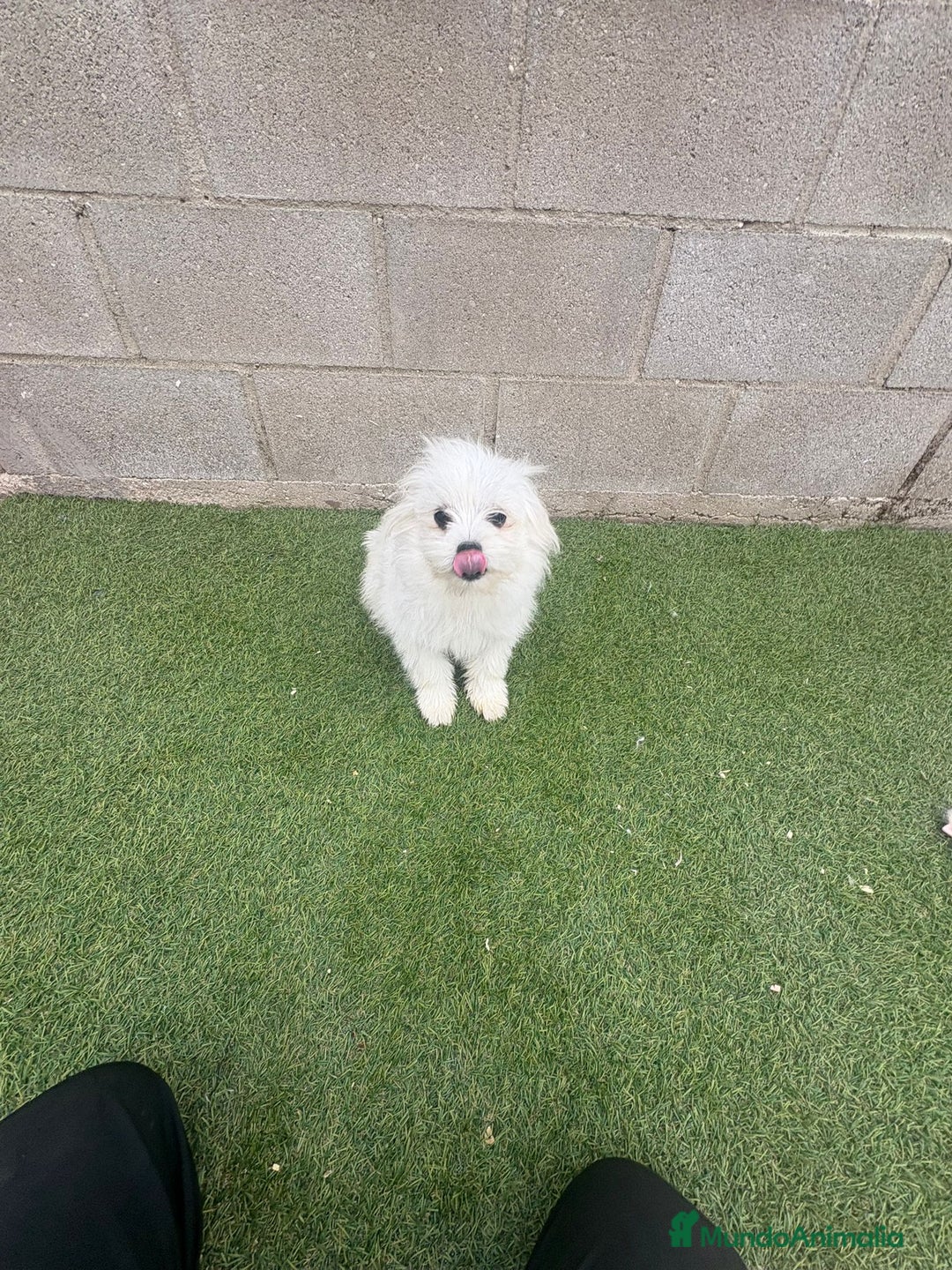 Raza Mixta perros en venta: Maltipom machos - Imagen 5