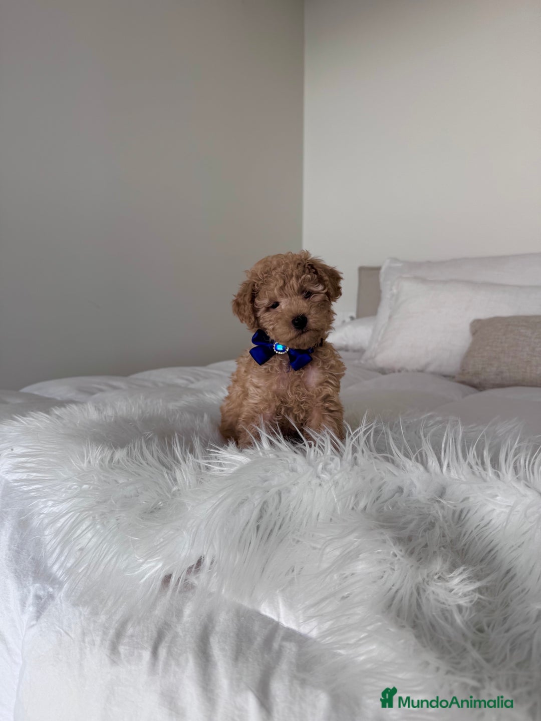 Raza Mixta perros en venta: Caniche macho - Anuncio 1