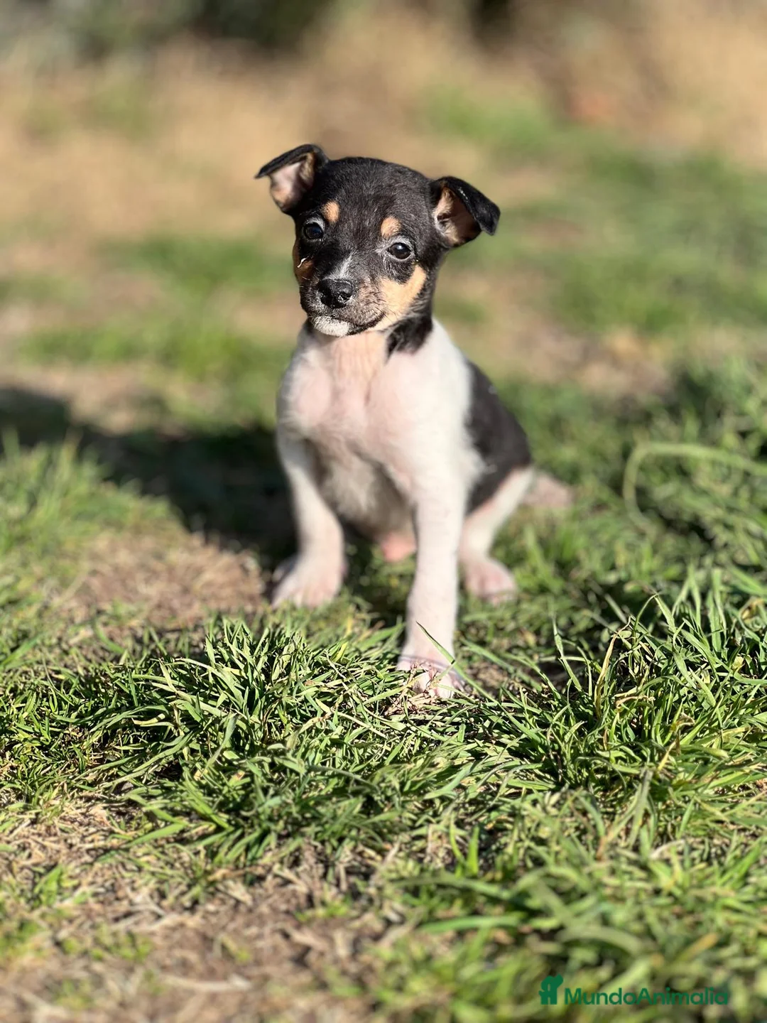 Ratonero Bodeguero Andaluz perros en venta: BODEGUERO ANDALUZ DISPONIBLE en Barcelona - Anuncio 3