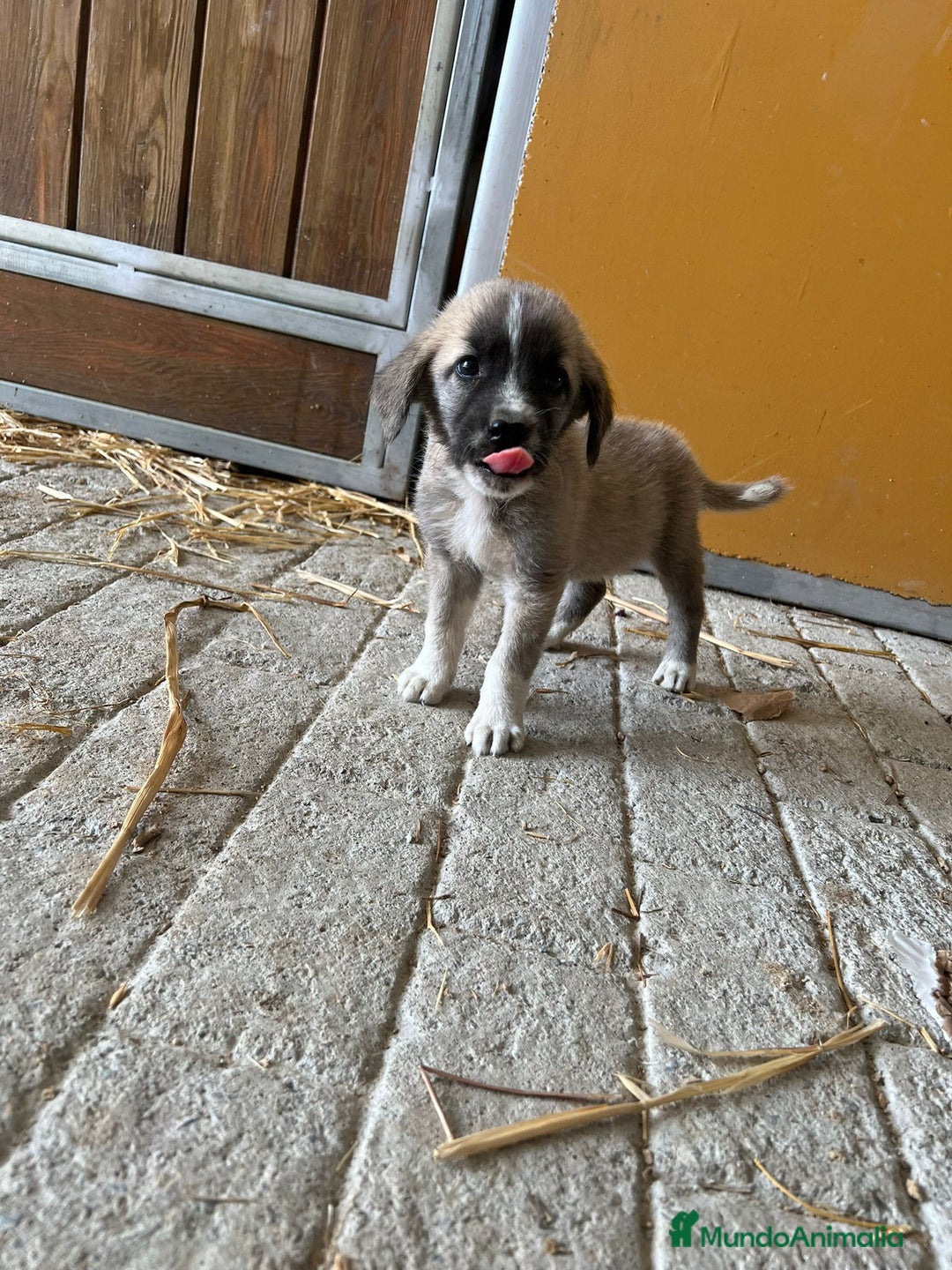 Mastín Español perros en venta: Mastina español  - Imagen 6