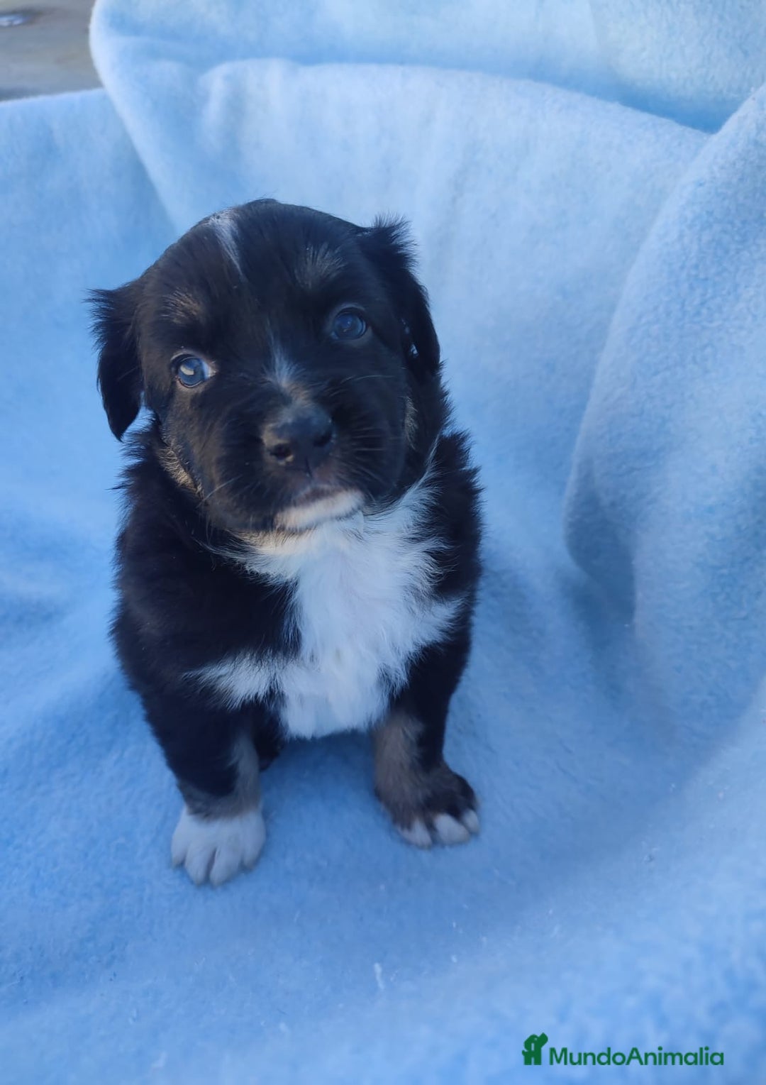 Pastor Miniatura Americano perros en venta: Pastor Americano  - Anuncio 8