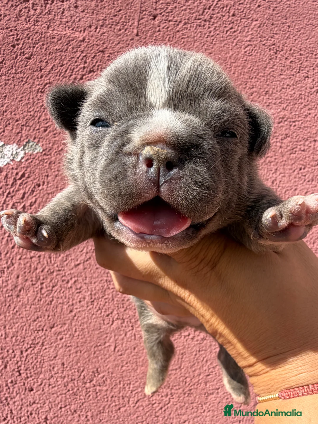 Bulldog Francés perros en venta: Bulldog francés  - Anuncio 2