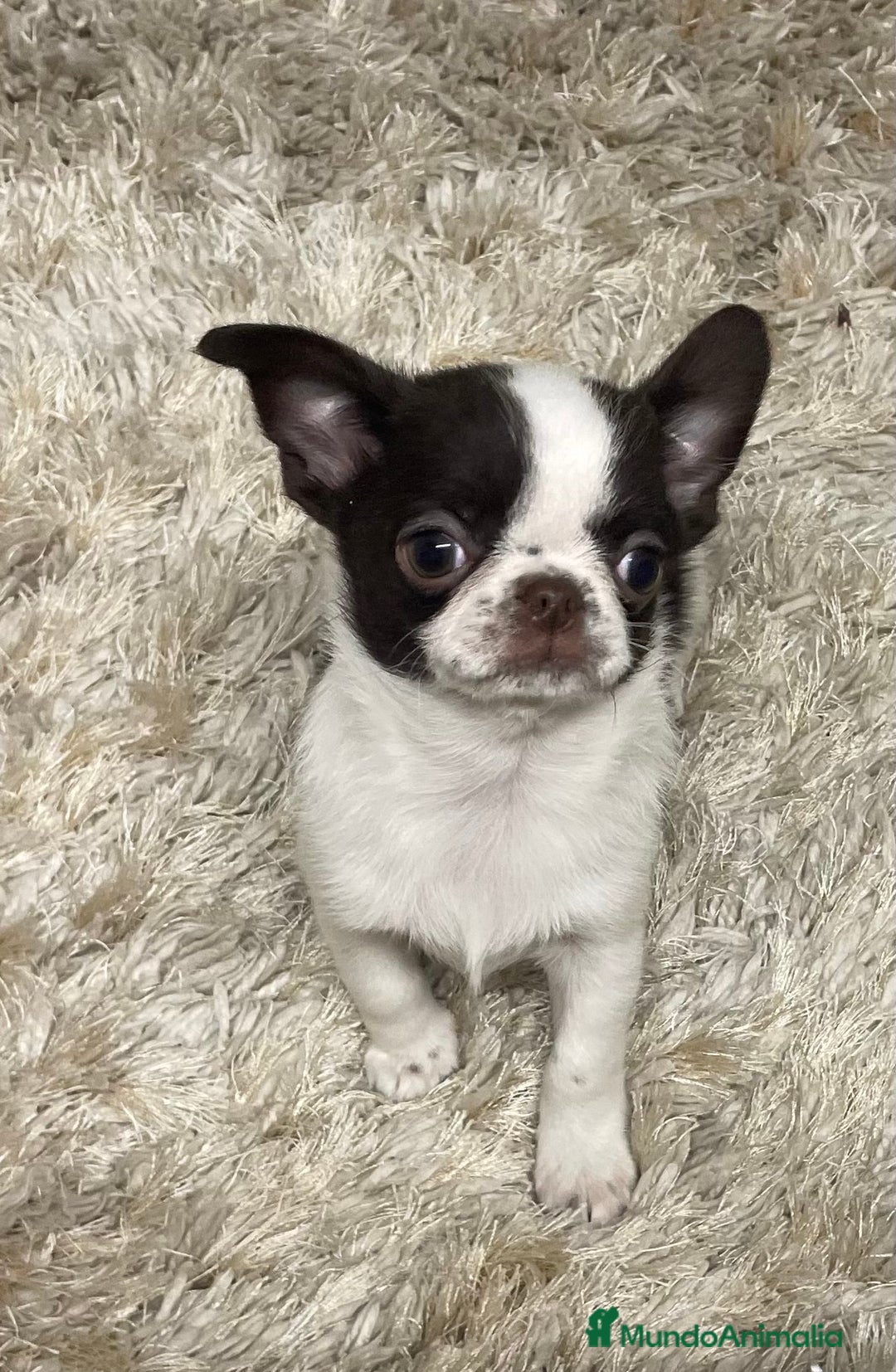 Chihuahua perros en venta: Chihuahuas Machos  - Anuncio 3