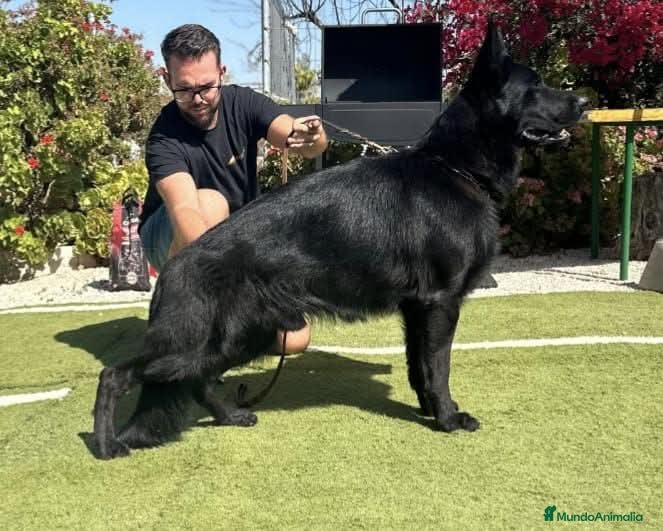 Pastor Alemán perros Disponoible para montas - Anuncio 11