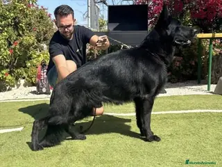 Pastor Alemán perros Disponoible para montas - Anuncio 11