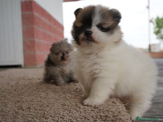 Pomerania perros - Anuncio 16