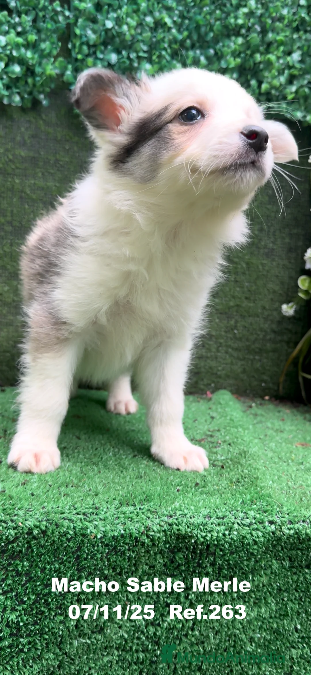 Border Collie perros en venta: Border Collie  - Anuncio 36