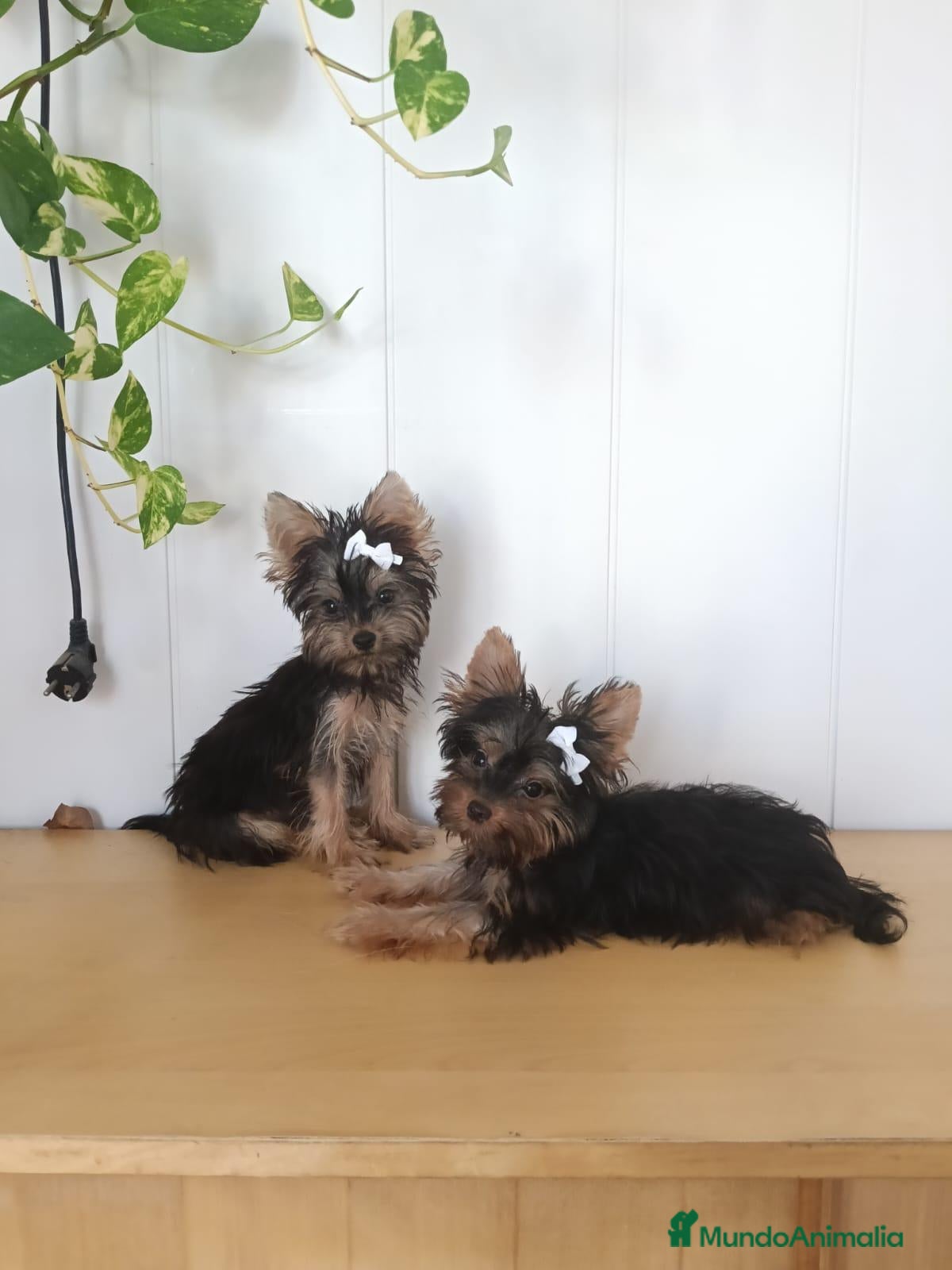 Yorkshire Terrier perros Yorkshire  - Anuncio 1