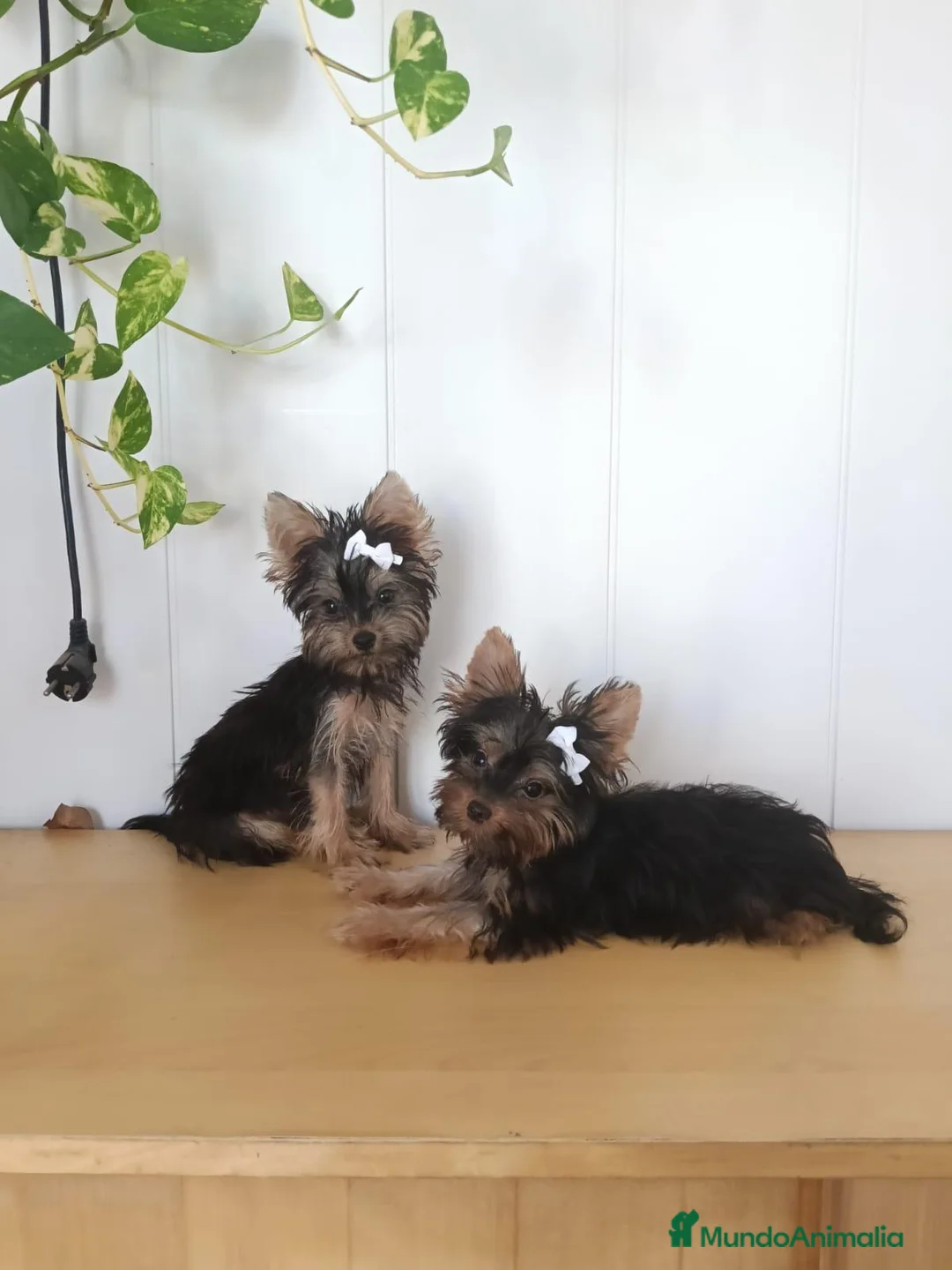 Yorkshire Terrier perros en venta: Yorkshire  - Anuncio 1