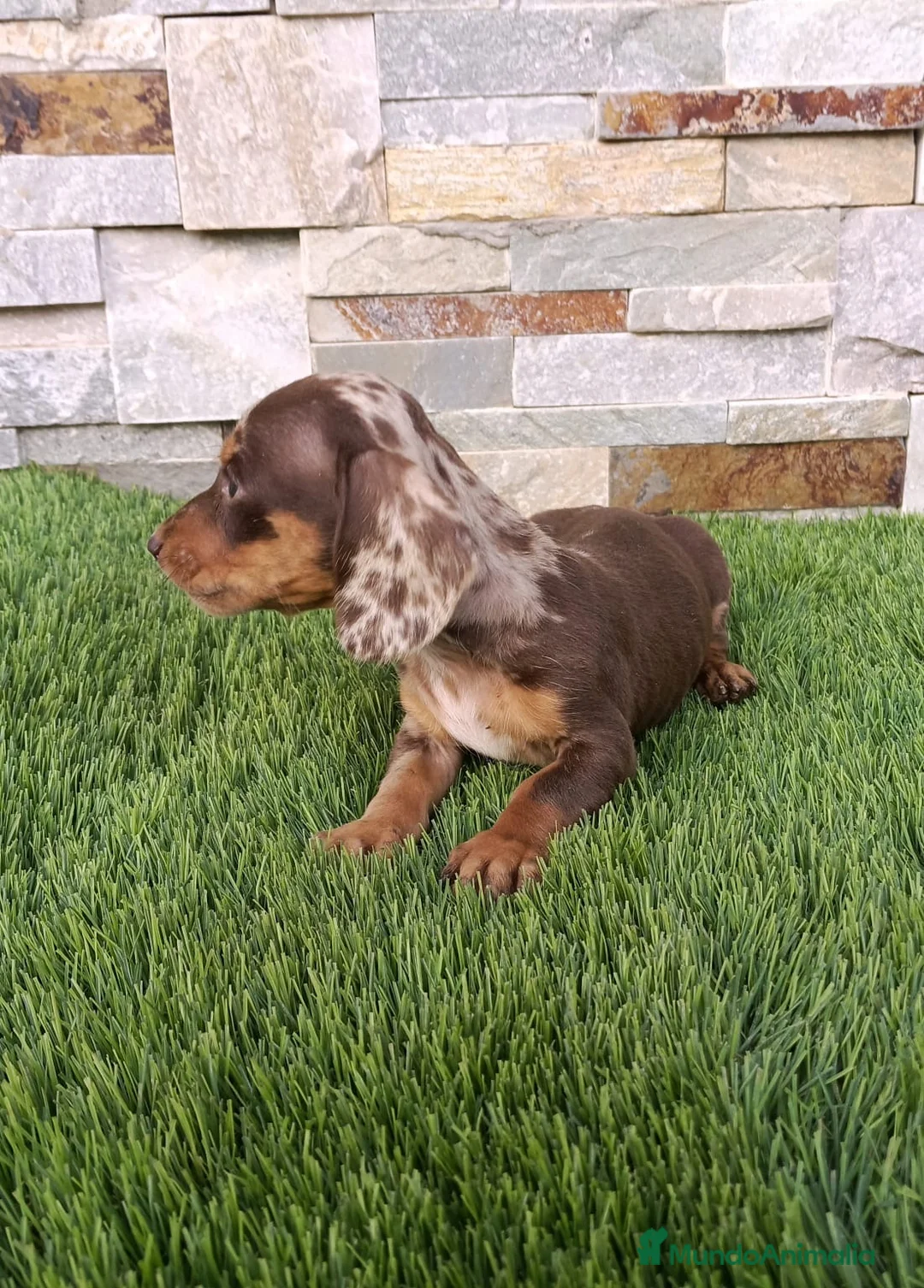Teckel Miniatura perros en venta: Cachorro de Teckel arlequín chocolate  - Anuncio 2