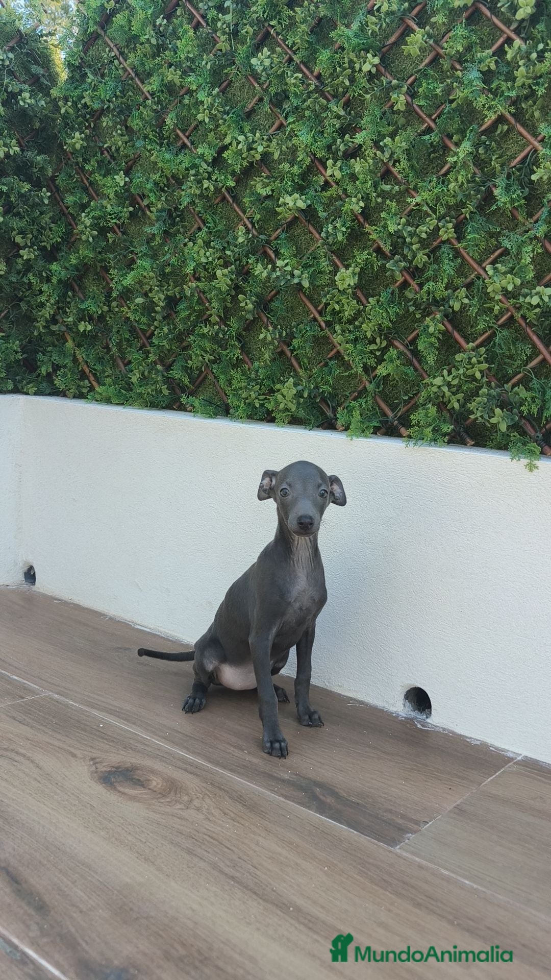 Pequeño Lebrel Italiano perros Pequeño Lebrel Italiano Disponibles ♂️♀️ - Anuncio 1