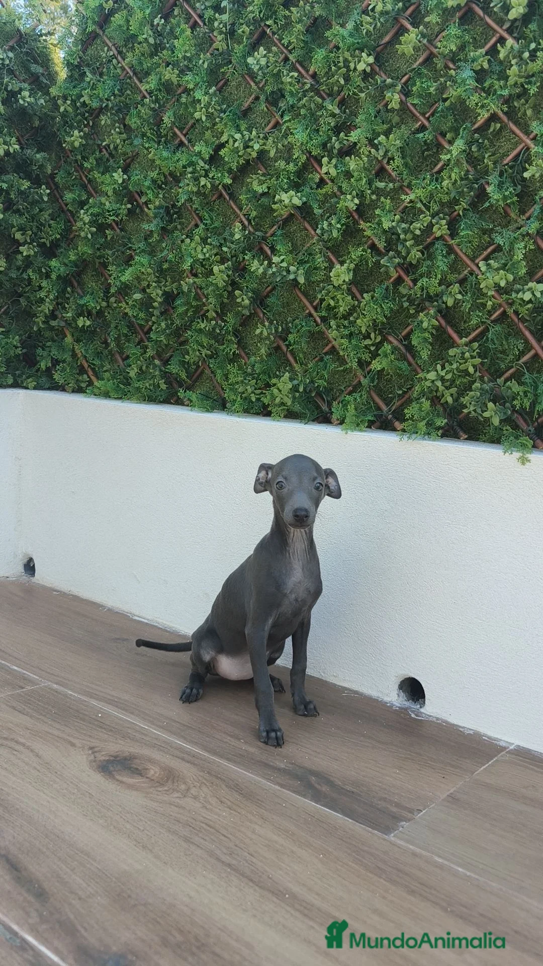 Pequeño Lebrel Italiano perros en venta: Pequeño Lebrel Italiano Disponibles ♂️♀️ - Anuncio 1