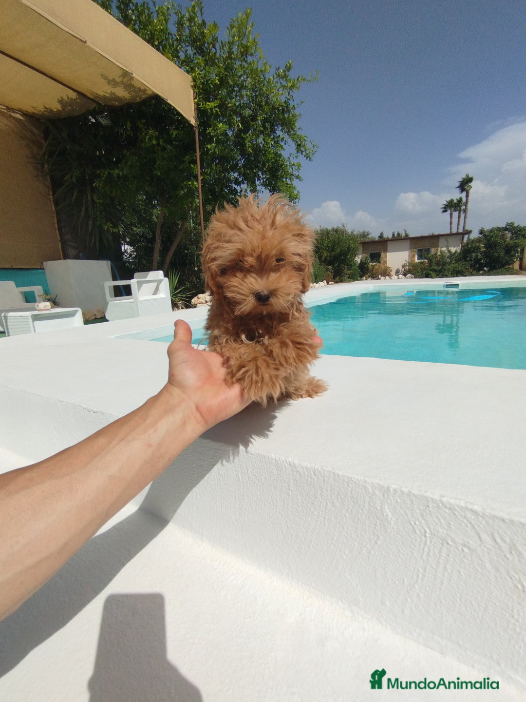 Maltipoo perros en venta: Maltipoo  - Imagen 2