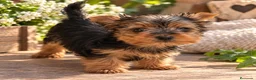 Yorkshire Terrier perros en venta: Yorkshire toy - Anuncio 2