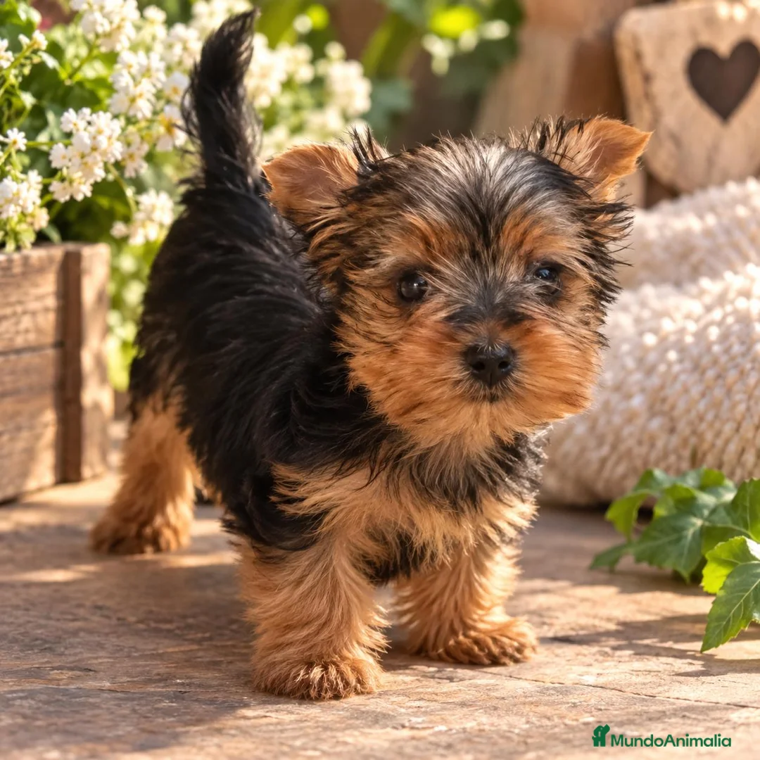 Yorkshire Terrier perros en venta: Yorkshire toy - Anuncio 2