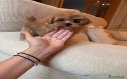 Maltipoo perros en venta: Maltipoo de caramelo toy hembra  - Imagen 7