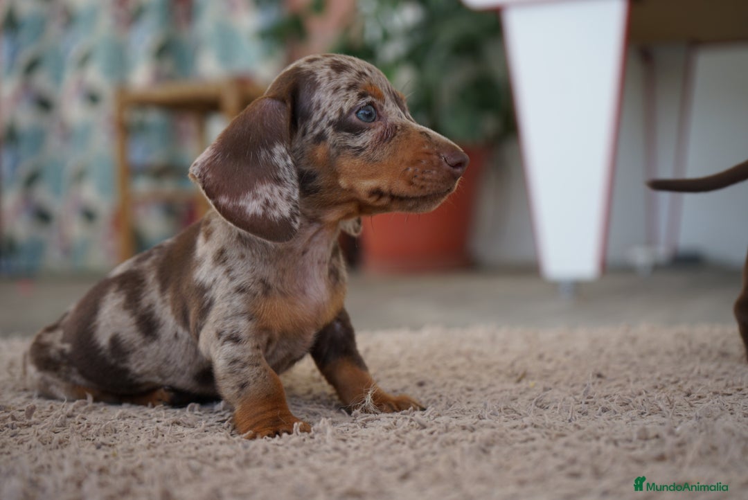 Teckel Miniatura perros en venta: 🍫 Frisco – Teckel miniatura merlé chocolate 🐾 - Imagen 5
