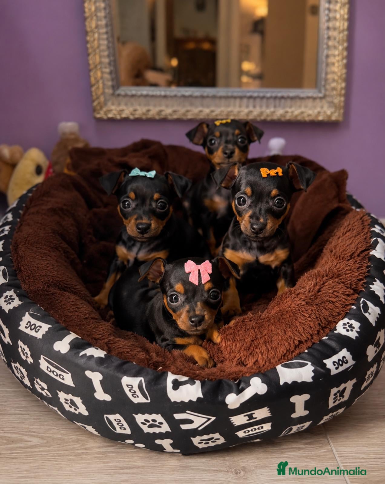 Pinscher Miniatura perros Mini Pinscher  - Anuncio 2