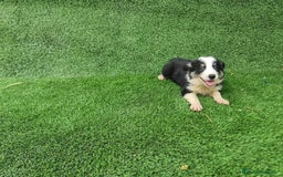 Border Collie perros en venta: Border Collie camada - Imagen 1
