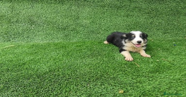 Border Collie perros - Anuncio 9
