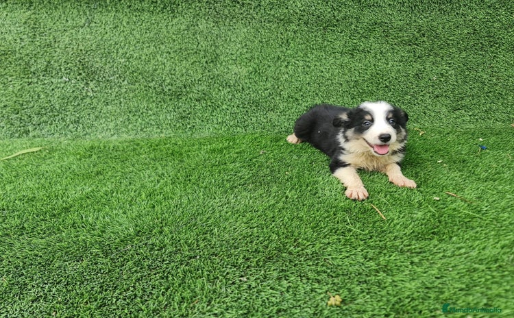 Border Collie perros - Anuncio 1