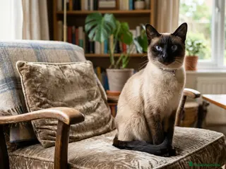 Siamés gatos Gatita Siamesa - Anuncio 1