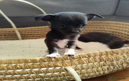 Chihuahua perros en venta: Chihuahua toy cabeza manzana  - Imagen 1
