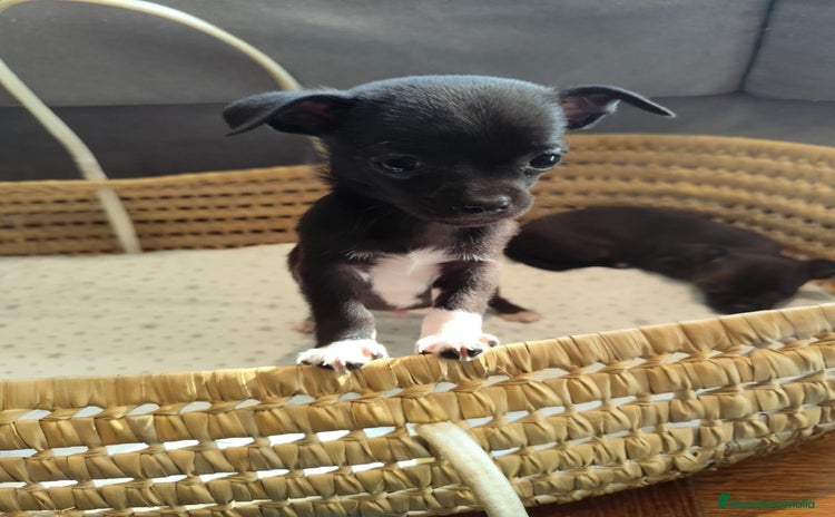 Chihuahua perros - Anuncio 2