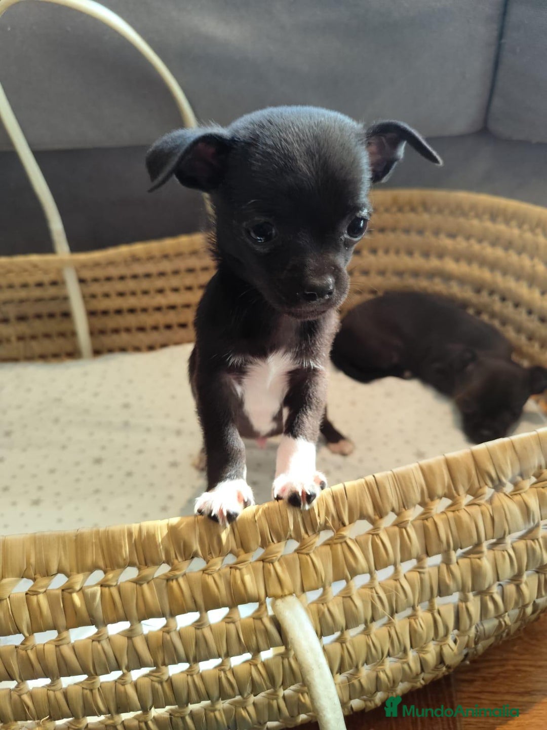 Chihuahua perros en venta: Chihuahua toy cabeza manzana  - Imagen 1